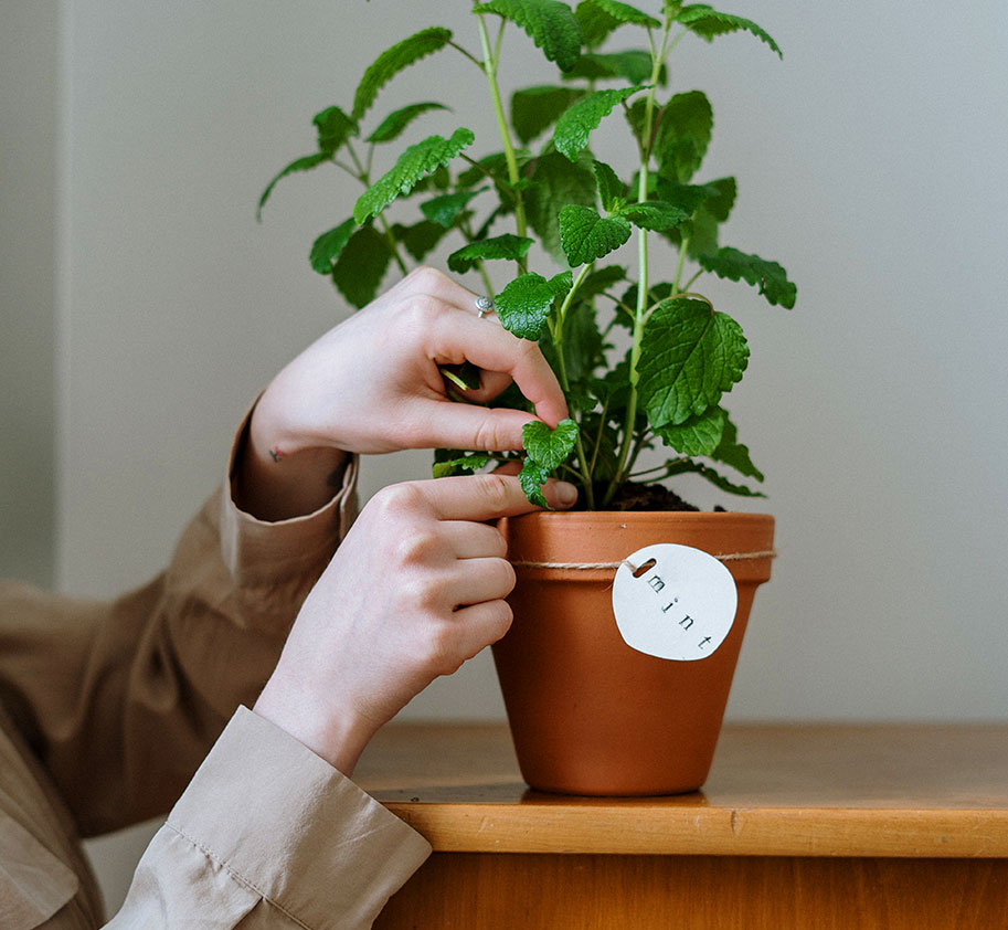Mint in Pot Mint in Pot